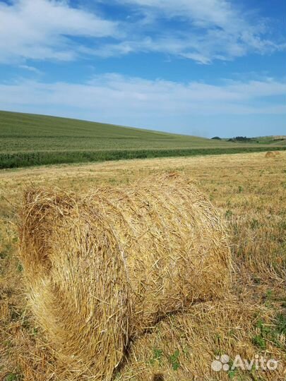 Солома ячменная