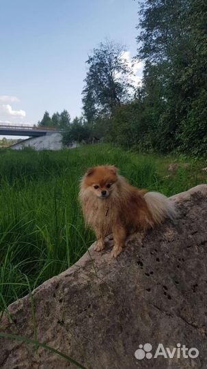 Мини шпиц