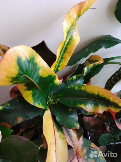 Кротон Мамми