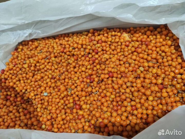 Облепиха с/м