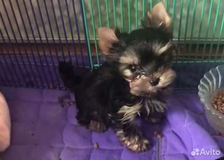 Йоркширский терьер мини беби фейс щенки