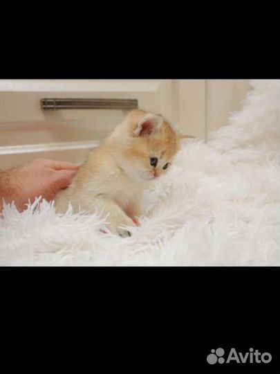 Британские золотые малыши котята