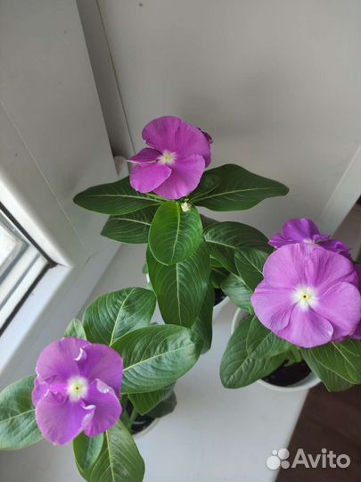 Катарантус