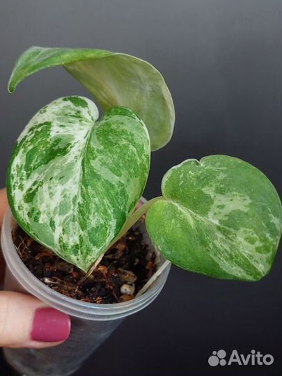 Сциндапсус