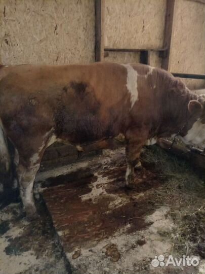 Быки и телки на мясо