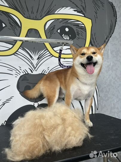 Стрижка собак Груминг