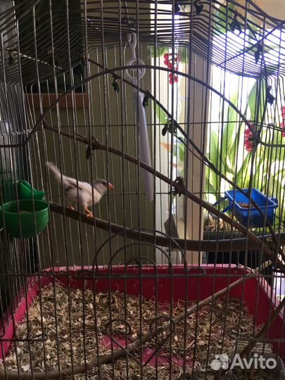 Зебровые амадины