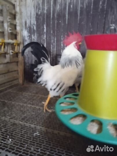 Куры и петухи