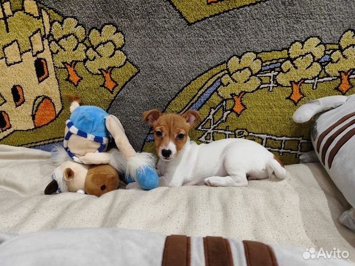 Щенки джек Рассел терьер