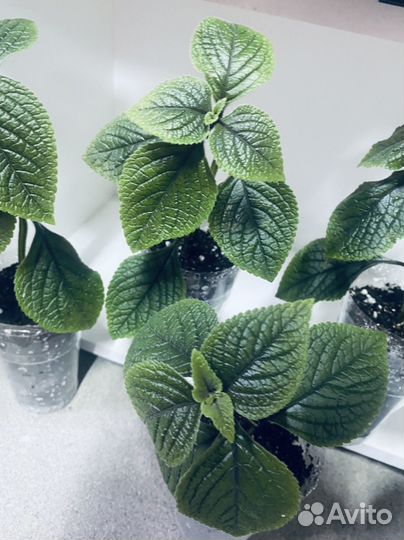 Плектрантус колеусовидный, домашняя мята