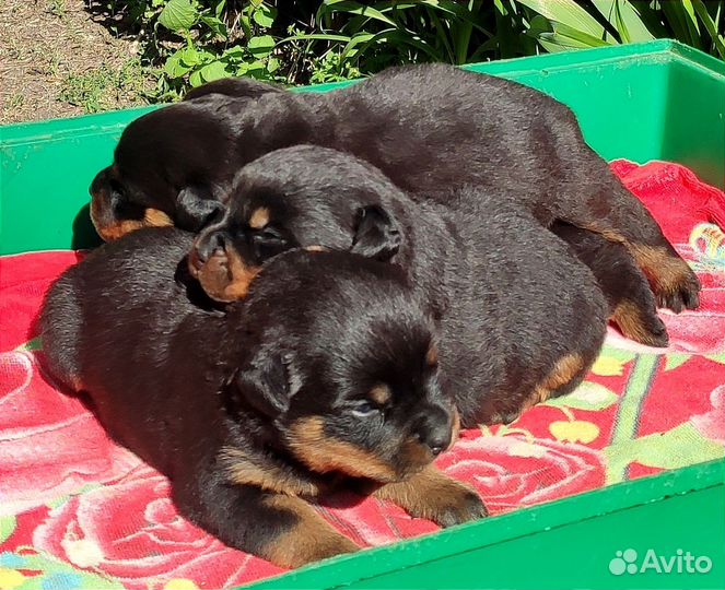 Мальчики и девочки РКФ