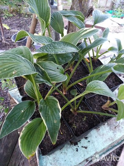 Хоста с белым краем