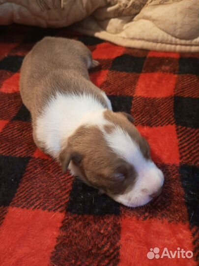 Щенки питбуля