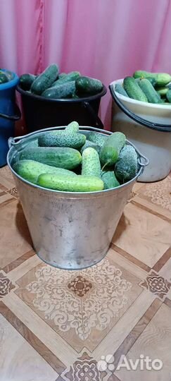 Огурцы свежие домашние