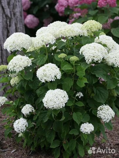 Многолетники Гортензия ирисы бадан хосты