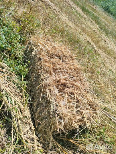 Сено в тюках
