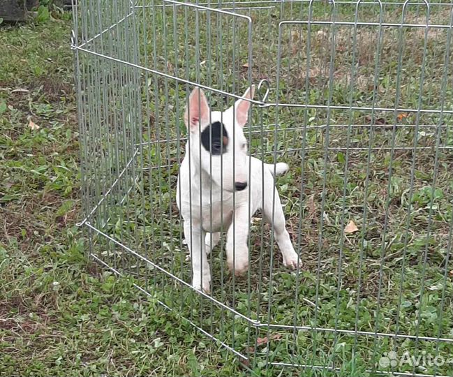 Парни бульки