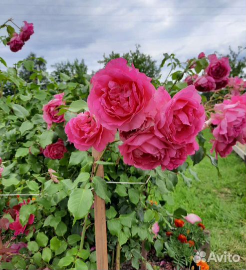 Декоративные многолетники