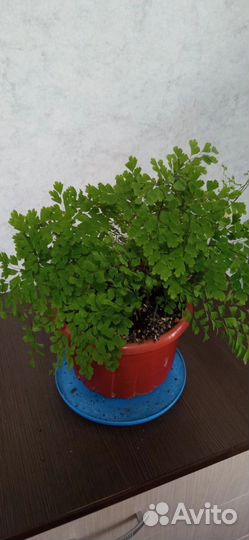 Комнатные цветы