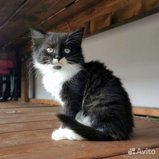 Котенок в смокинге в добрые руки