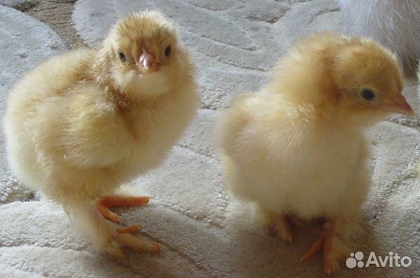 Цыплята