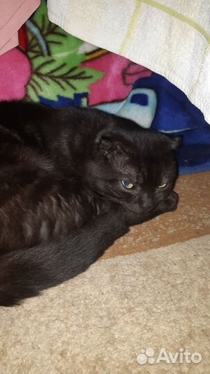 Продам отдам котят британские
