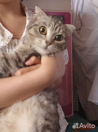 Кошка вислоухая