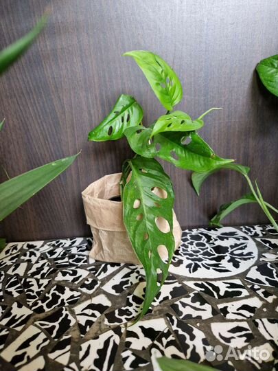 Монстера Манки маск (обликва)