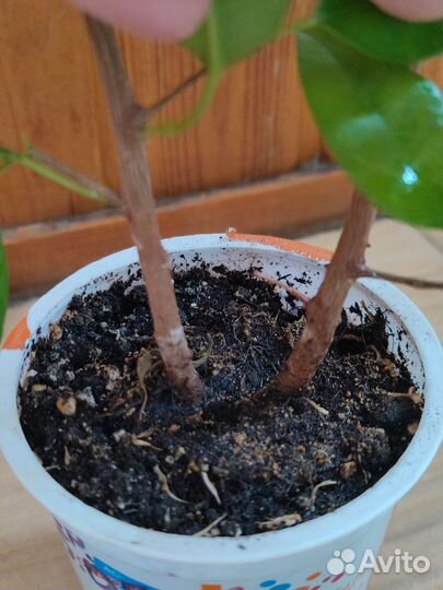 Фикус Экзотика