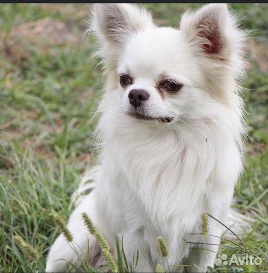 Кобель для вязки