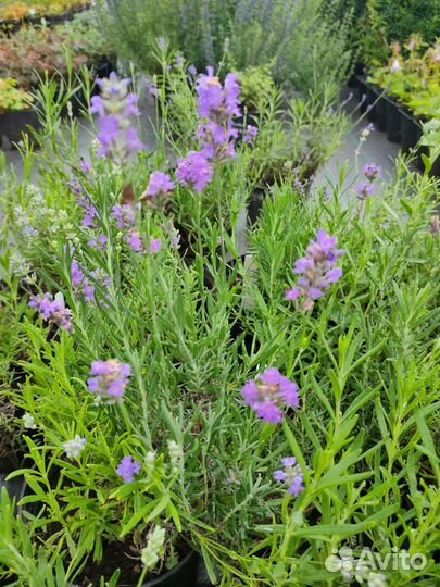 Лаванда саженцы