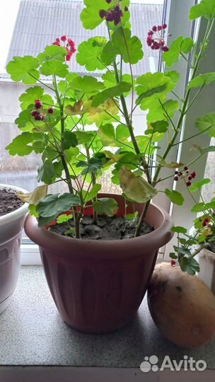 Герань (пеларгония)