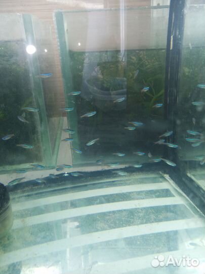 Голубой неон