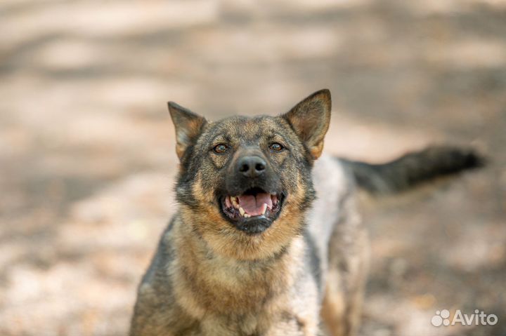 Добрый и преданый Тихон