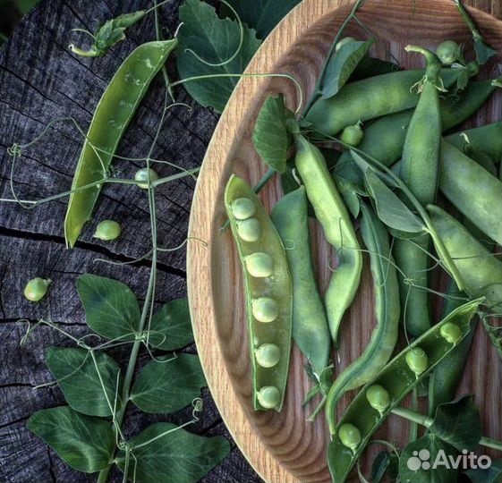 Молодой горох