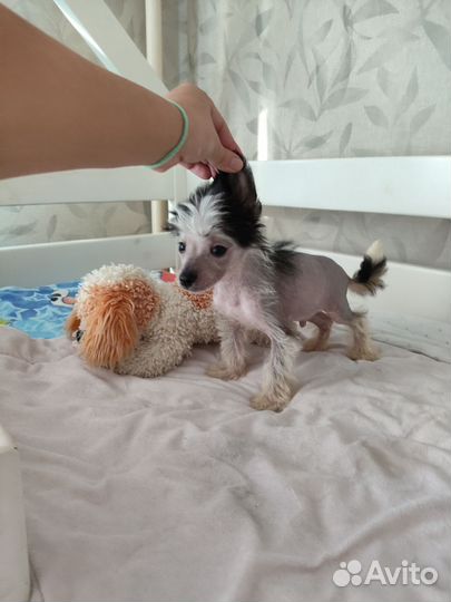 Мальчики Мини