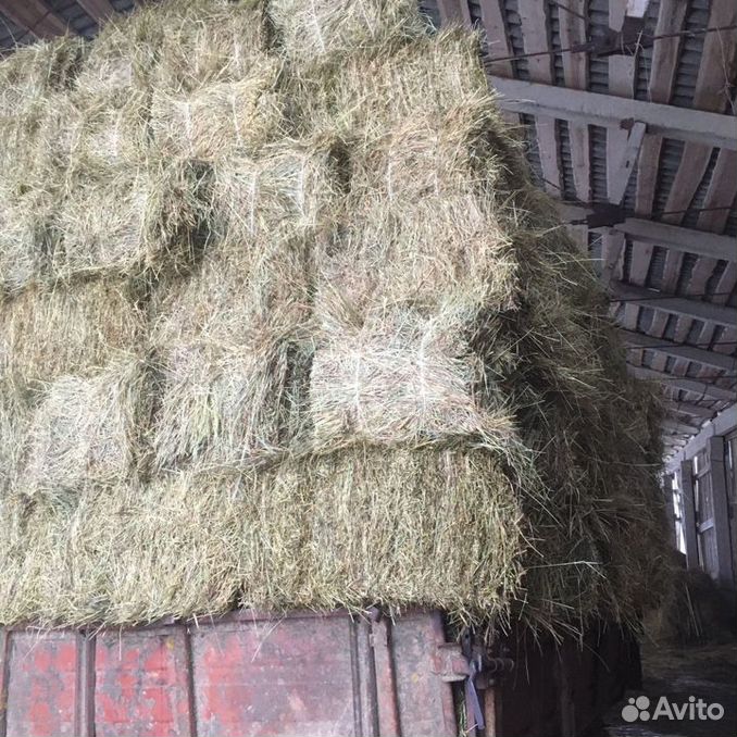 Сено в рулонах. Сено в рулонах фото. Тюк мешок. Сено в рулонах. Сено пространство спб.