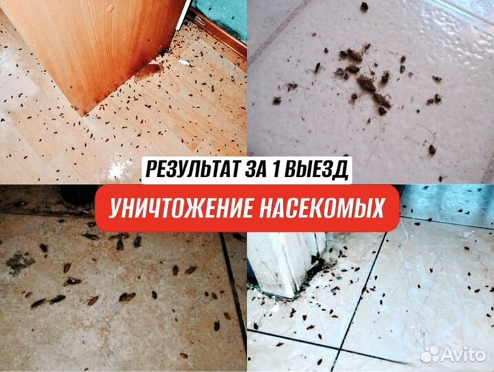 Уничтожение тараканов, клопов, запаха/ Дезинфекция