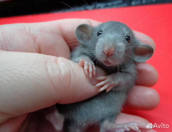 Крыса (Крыски, Крысята) Дамбо