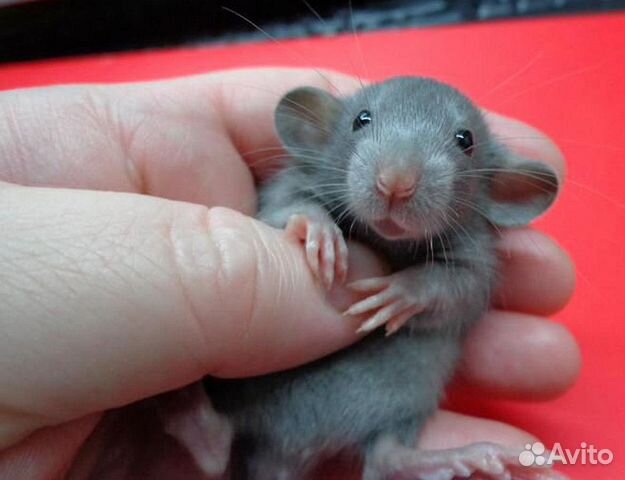 Крыса (Крыски, Крысята) Дамбо