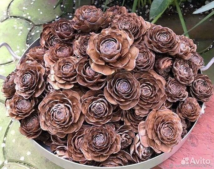 Шишки, шишки-розочки гималайского кедра,магнолии