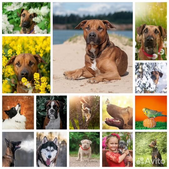 Фотограф-анималист