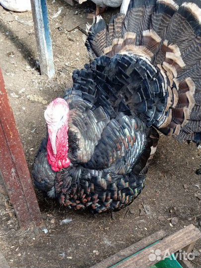 Индюк домашний