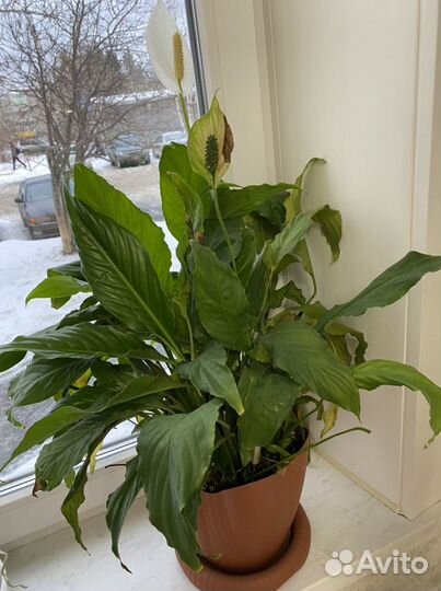 Спатифиллум