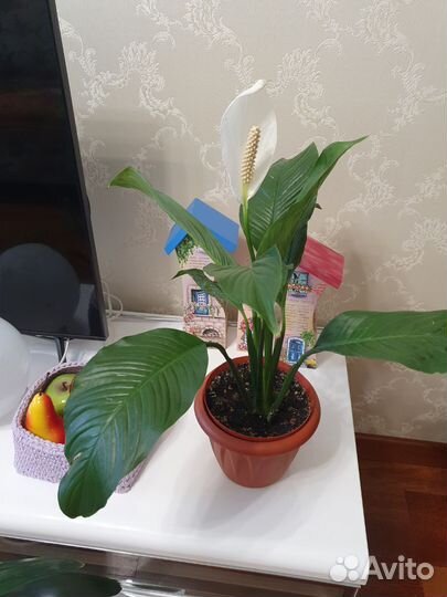 Женское счастье