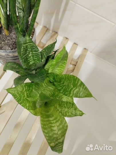 Сансавьерии