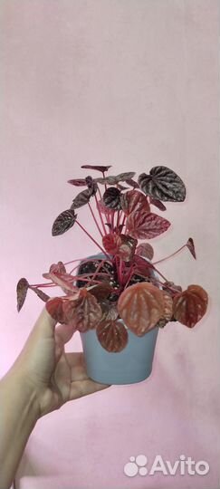 Пеперомии Луна и Куито