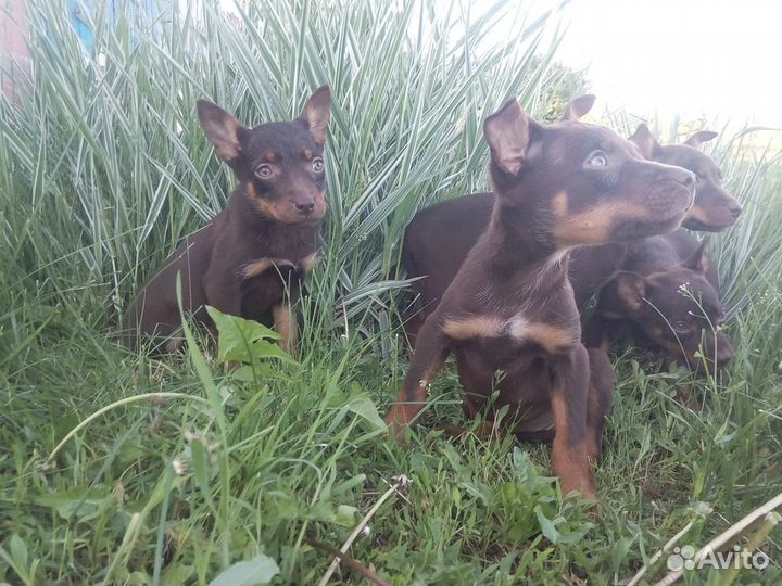 Австралийский келпи