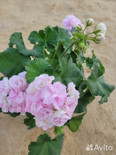 Пеларгония герань