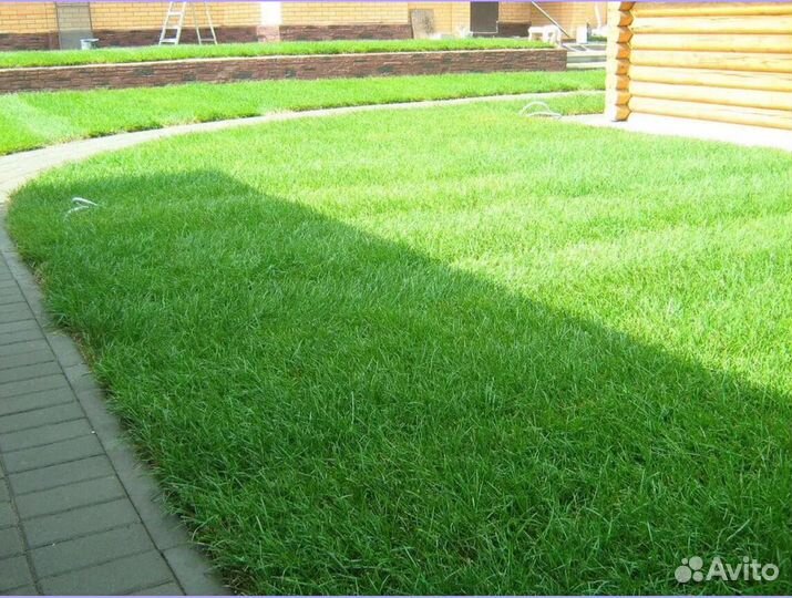 Рулонный газон Элитный от производителя